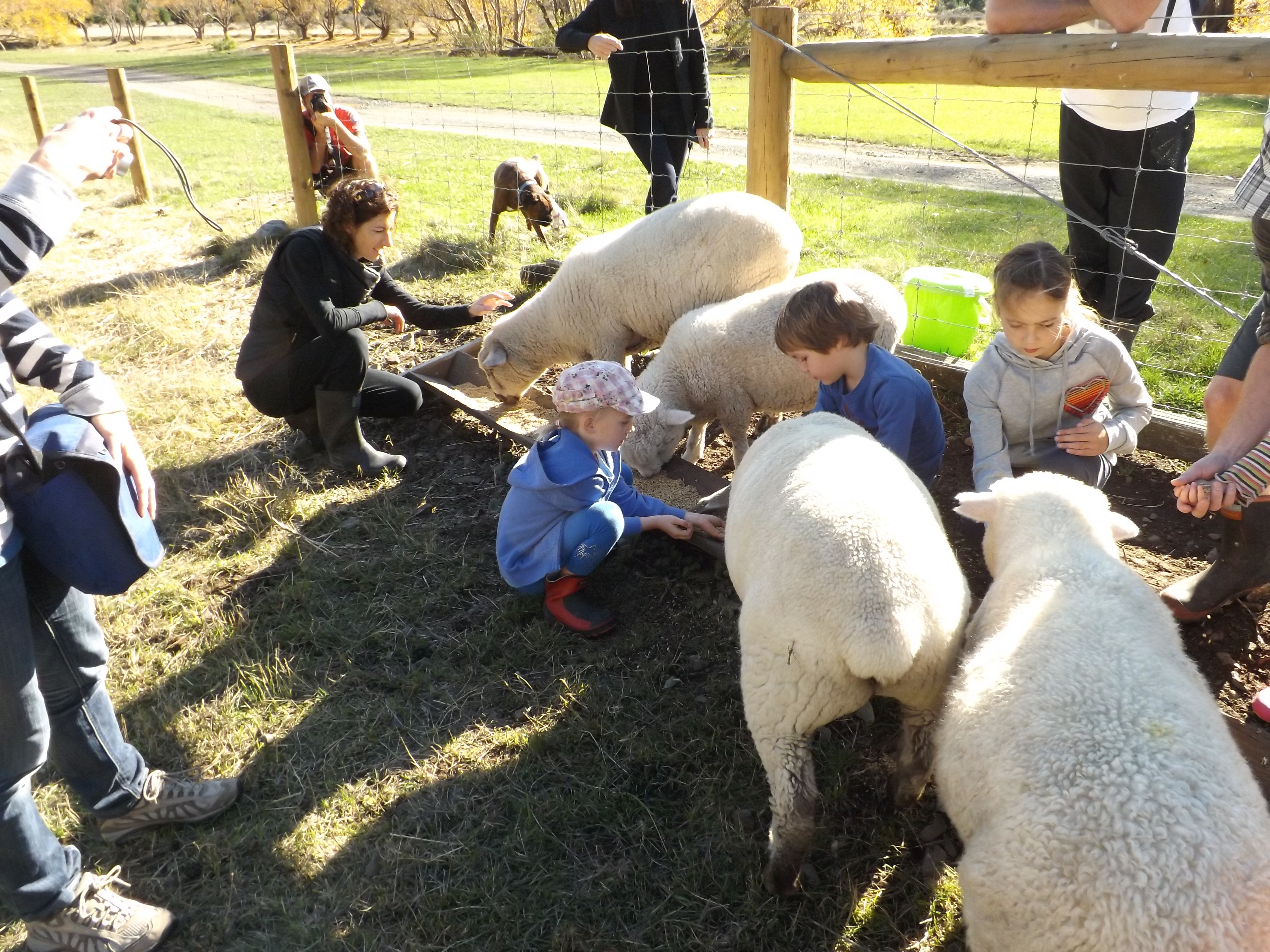 Kinder füttern Schafe auf Farm in Neuseeland
