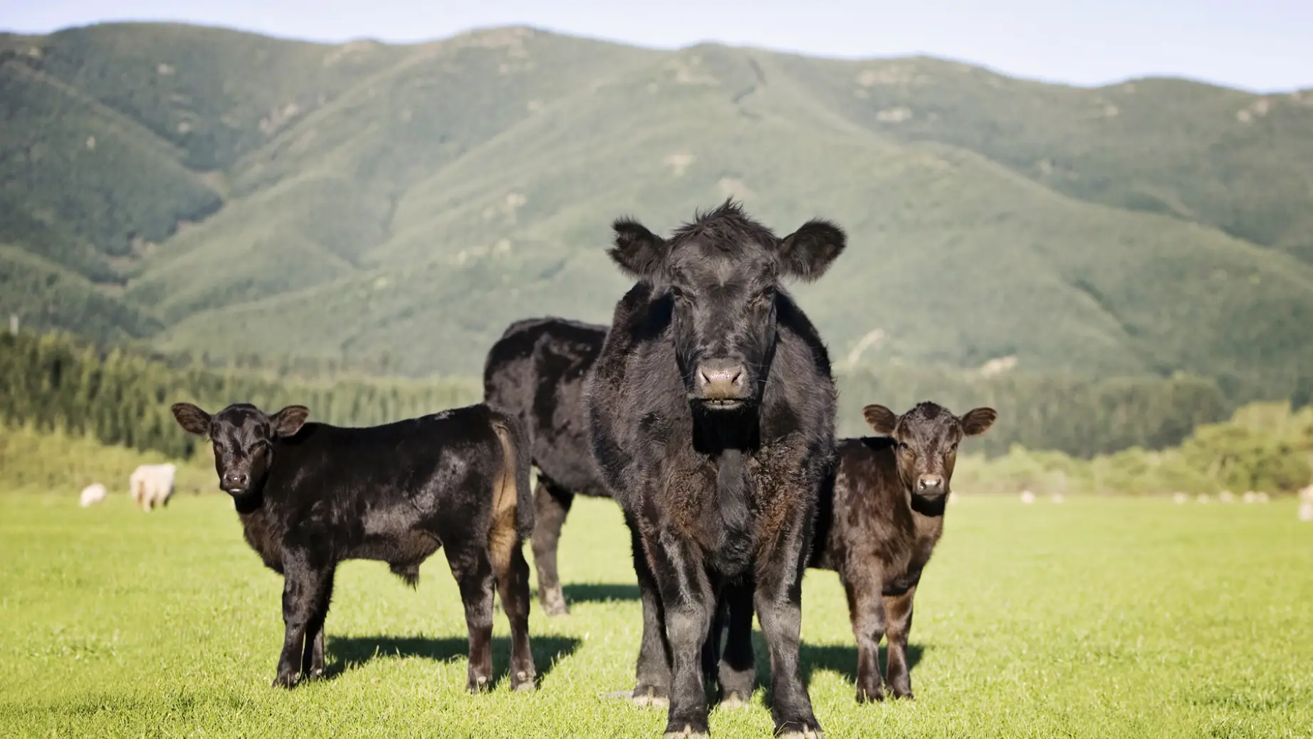Schwarze Kuh und Kälber stehen auf grüner Wiese