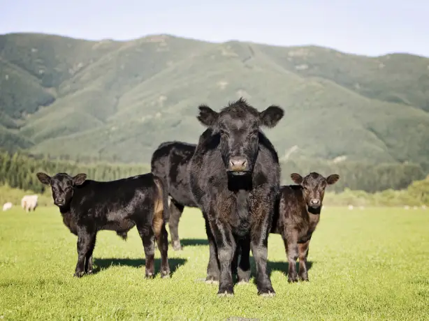 Schwarze Kuh und Kälber stehen auf grüner Wiese