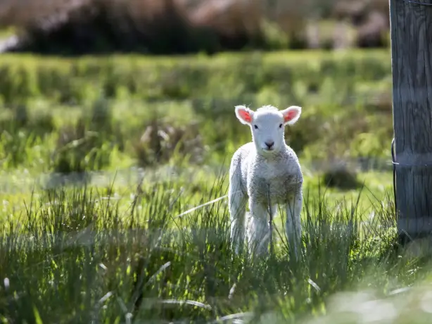 Lamm steht auf grüner Wiese