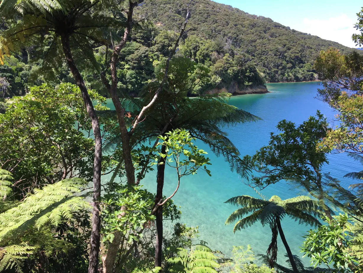 Blick durch Bäume auf das türkisfarbene Meerwasser im Hintergrund in Neuseeland
