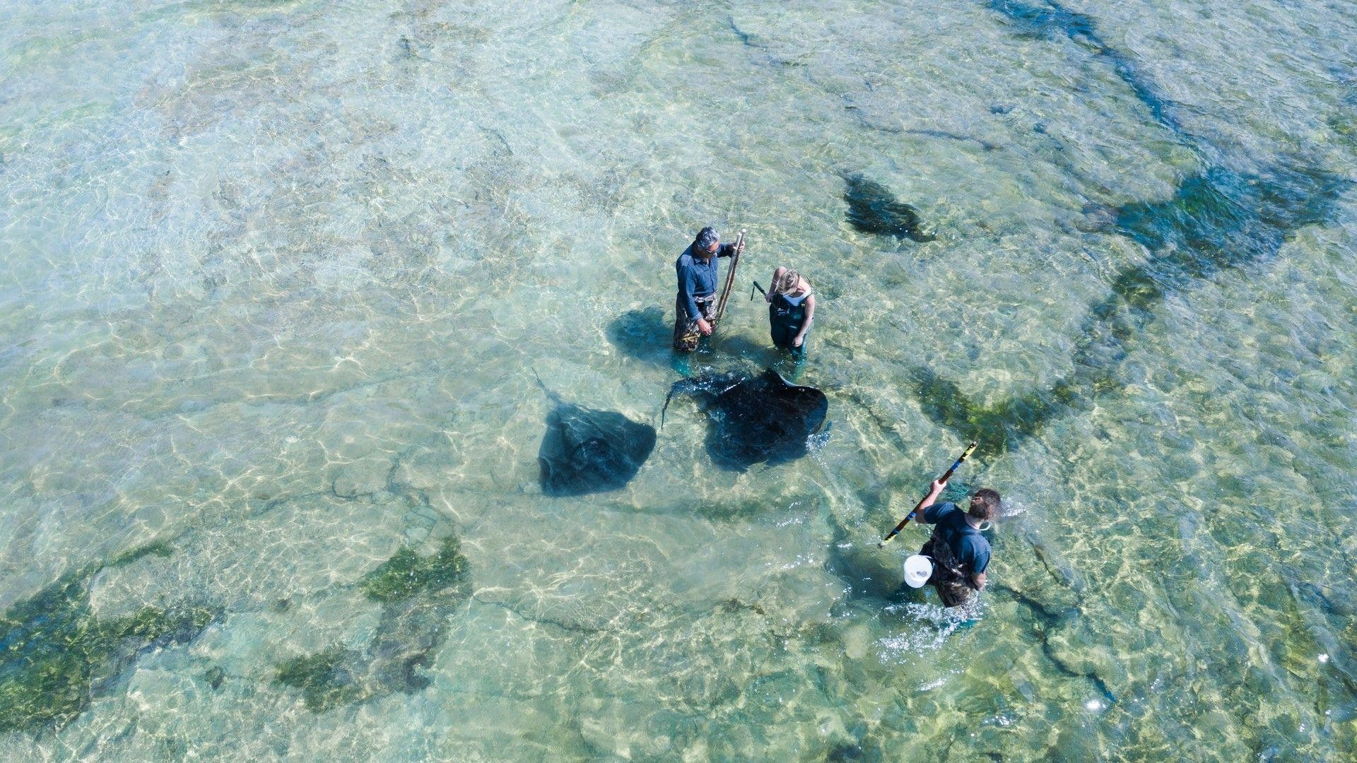 1964 Dive Tatapouri 1599744080 gisborne 7
