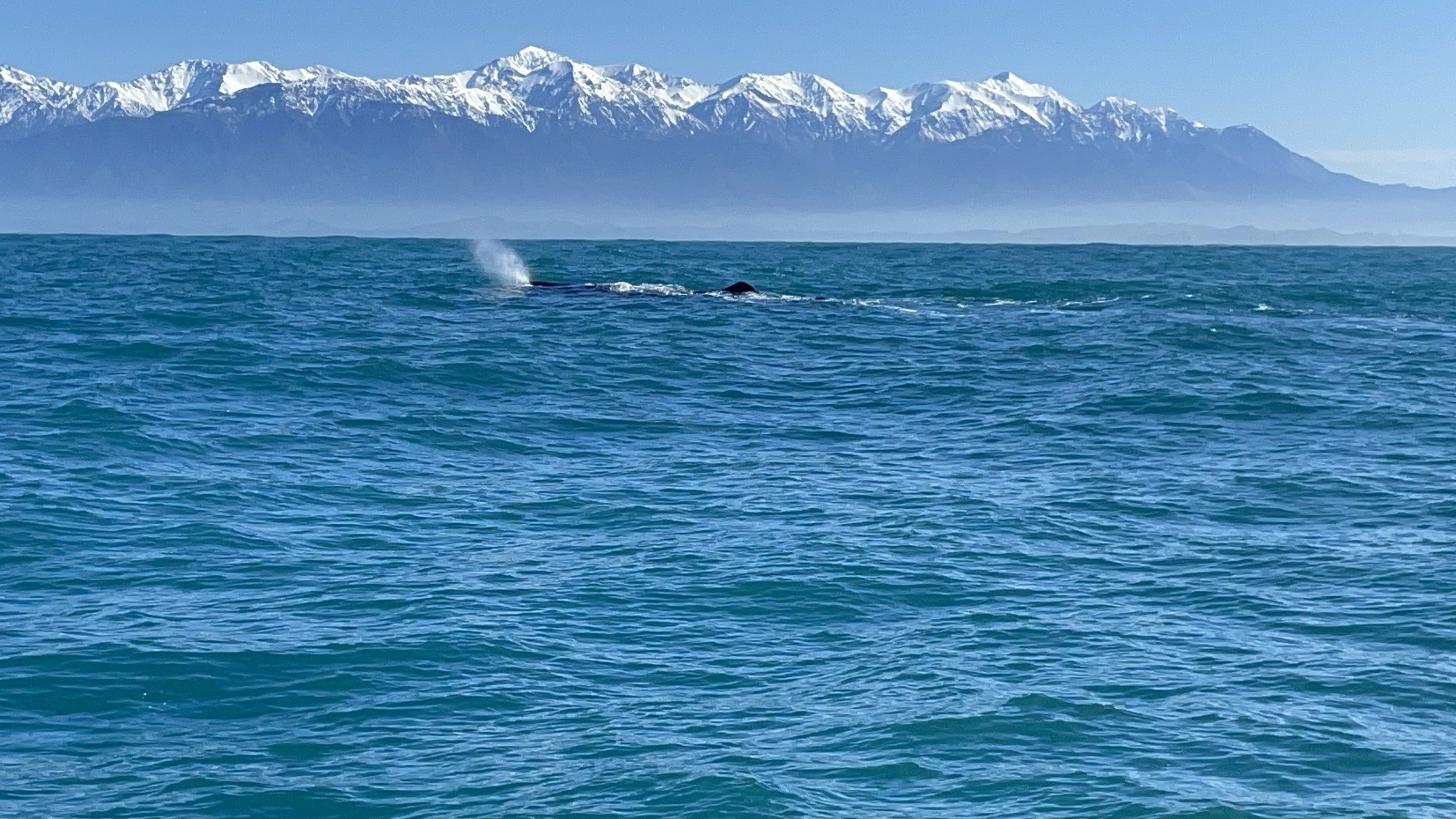 NZ Kaikoura whale in sight