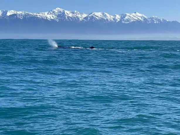 NZ Kaikoura whale in sight