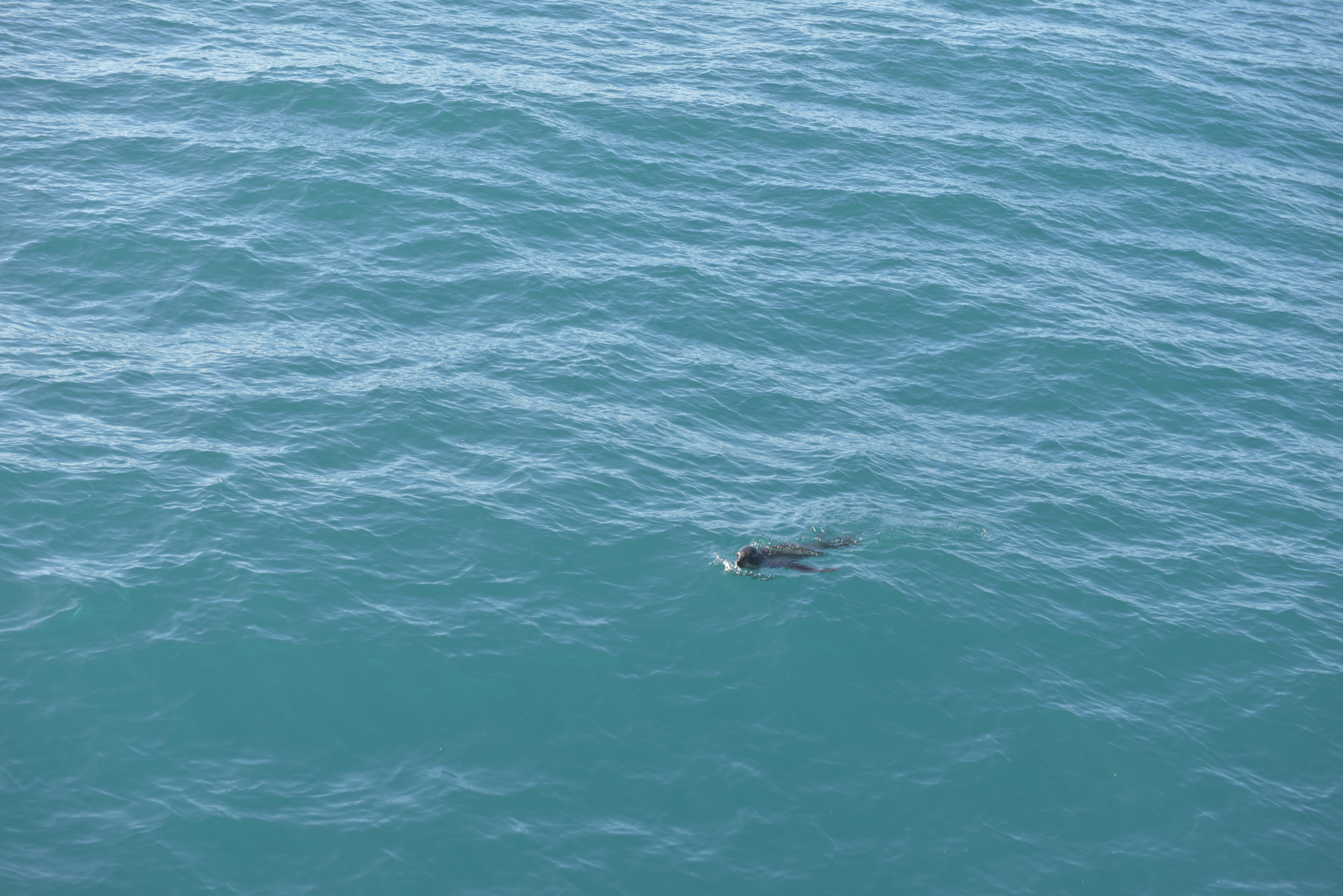 NZ Kaikoura seal
