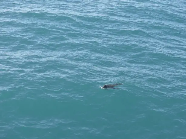 NZ Kaikoura seal