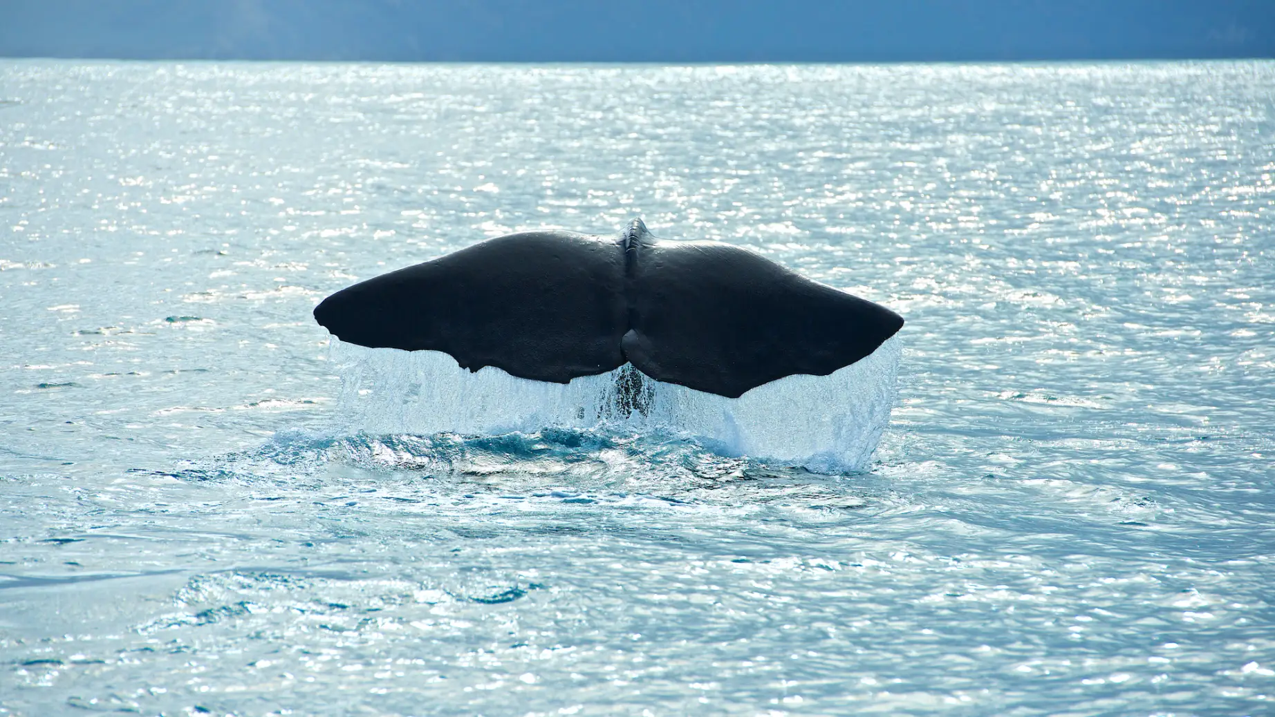 Newzealand South Kaikoura Whale