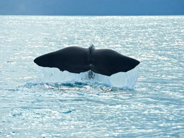 Newzealand South Kaikoura Whale