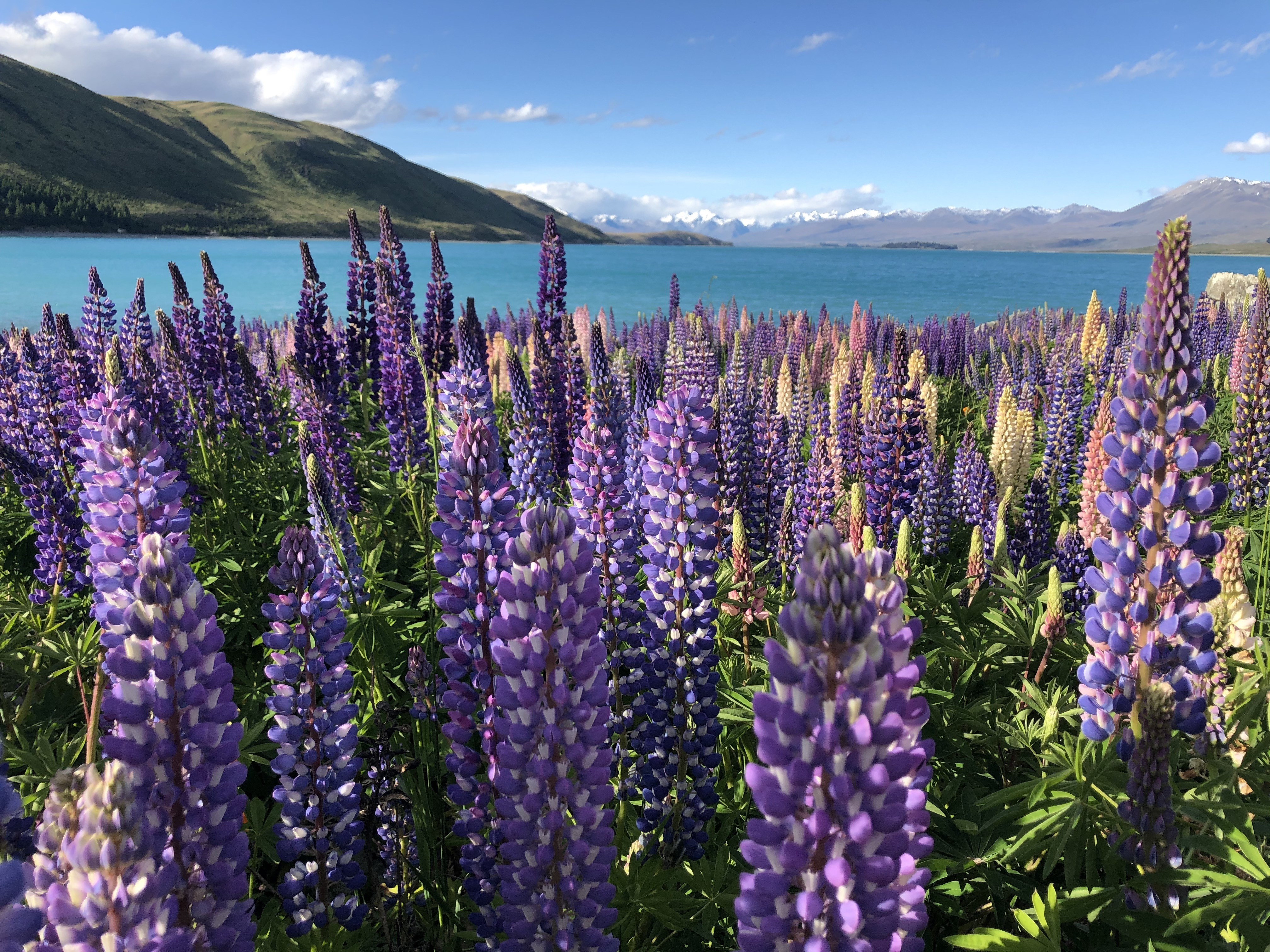NZ -  South Lake Tekapo Lupine