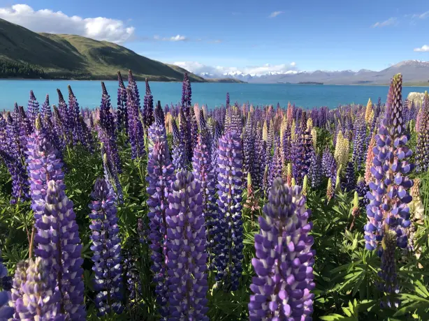 NZ - South Lake Tekapo Lupine