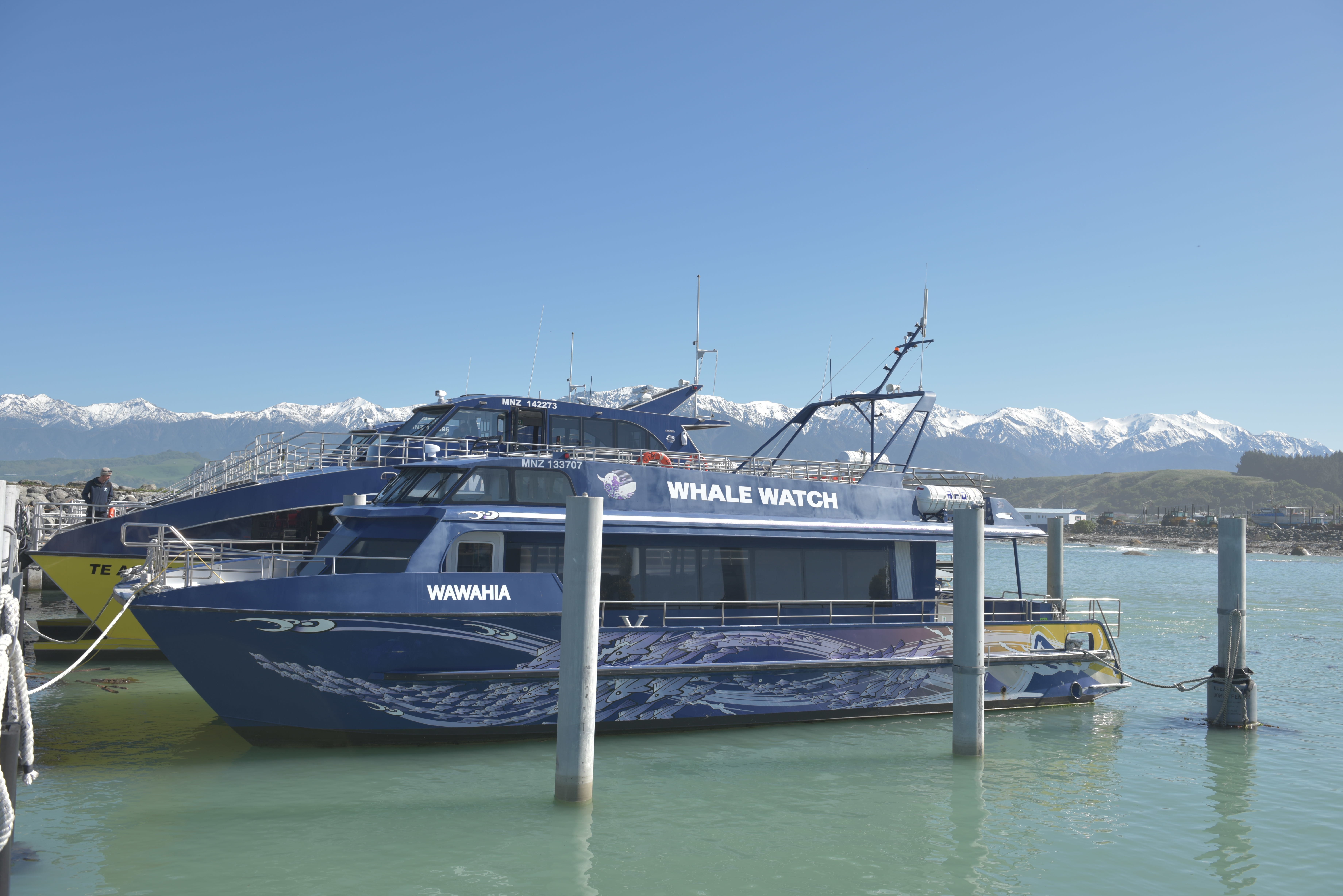 NZ kaikoura whale watch boat