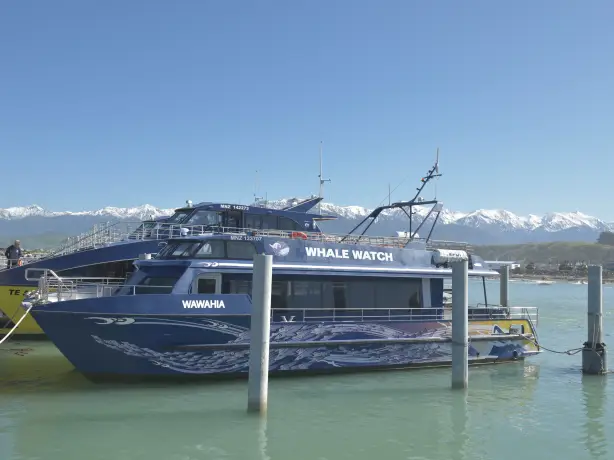 NZ kaikoura whale watch boat