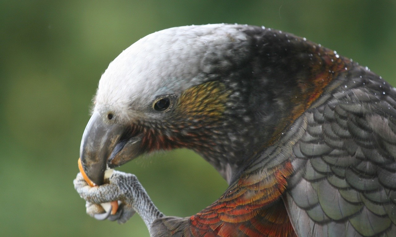 Ulva guided walks stewart island vogel spotten nieuw zeeland 1