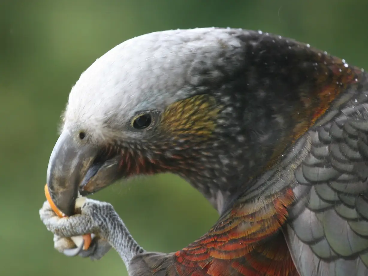 Ulva guided walks stewart island vogel spotten nieuw zeeland 1