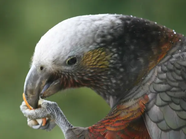 Ulva guided walks stewart island vogel spotten nieuw zeeland 1