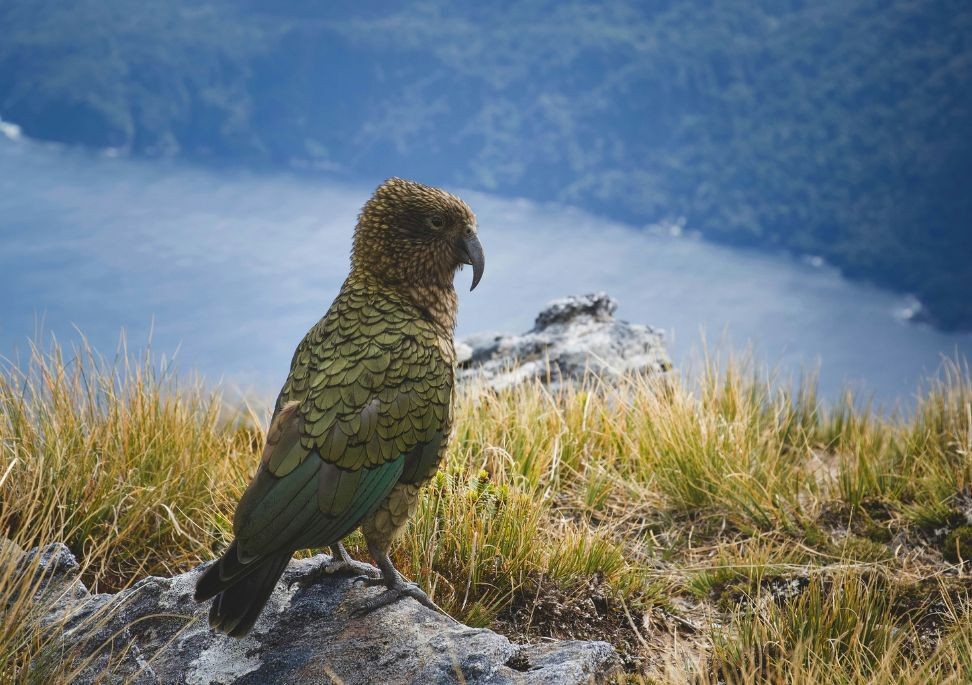 Kea bird Fiordland NP