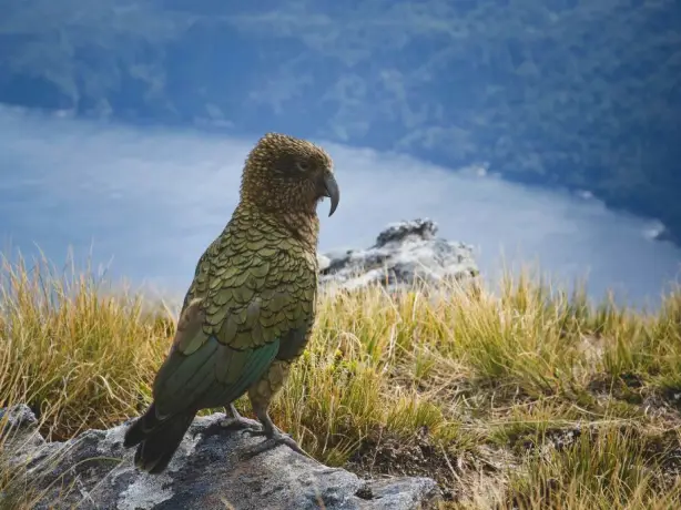 Kea bird Fiordland NP