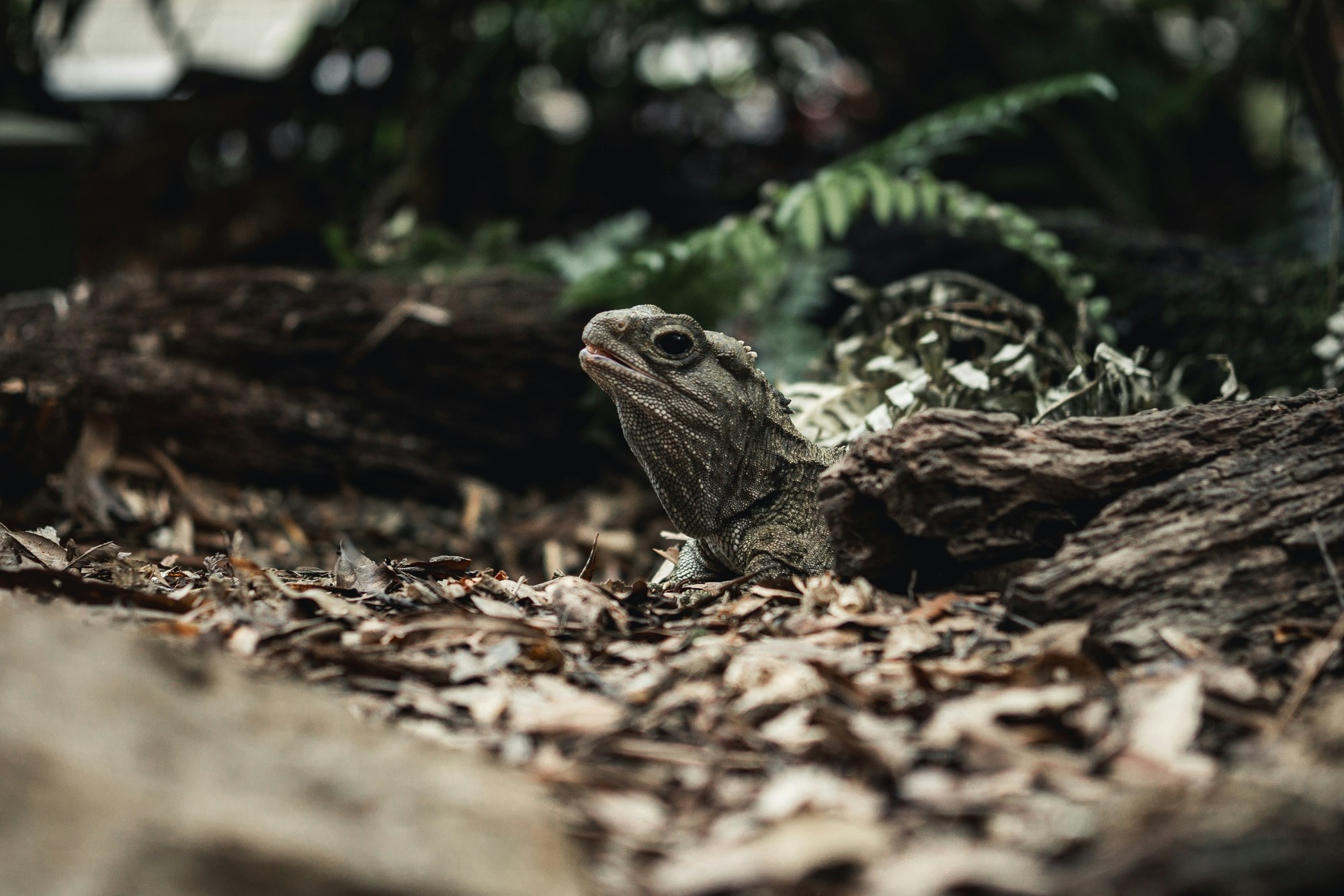 A tuatara in forest undergrowth