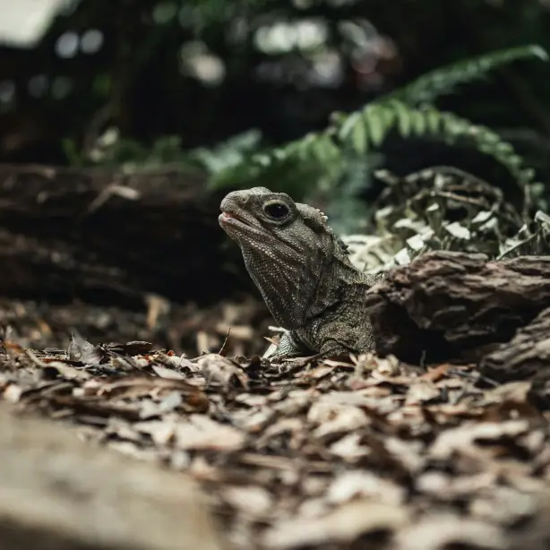 A tuatara in forest undergrowth