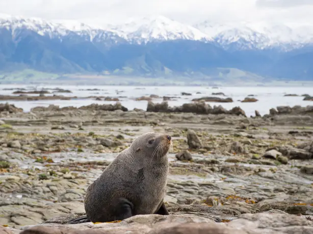 Eine Robbe sitzt auf einem Felsen mit Wasser und schneebedeckten Bergen im Hintergrund in Kaikoura, Neuseeland