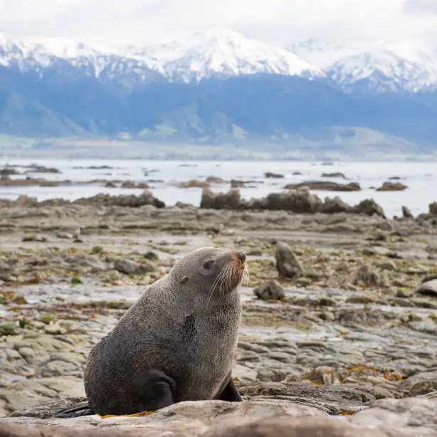 A seal sits on rocks with water and snowy mountains in the background in Kaikoura, New Zealand