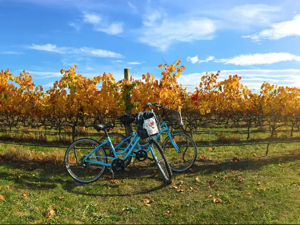 Ein Paar blaue Fahrräder, die im Herbst an einem Holzpfosten in einem Weinberg in Hawke's Bay, Neuseeland, lehnen