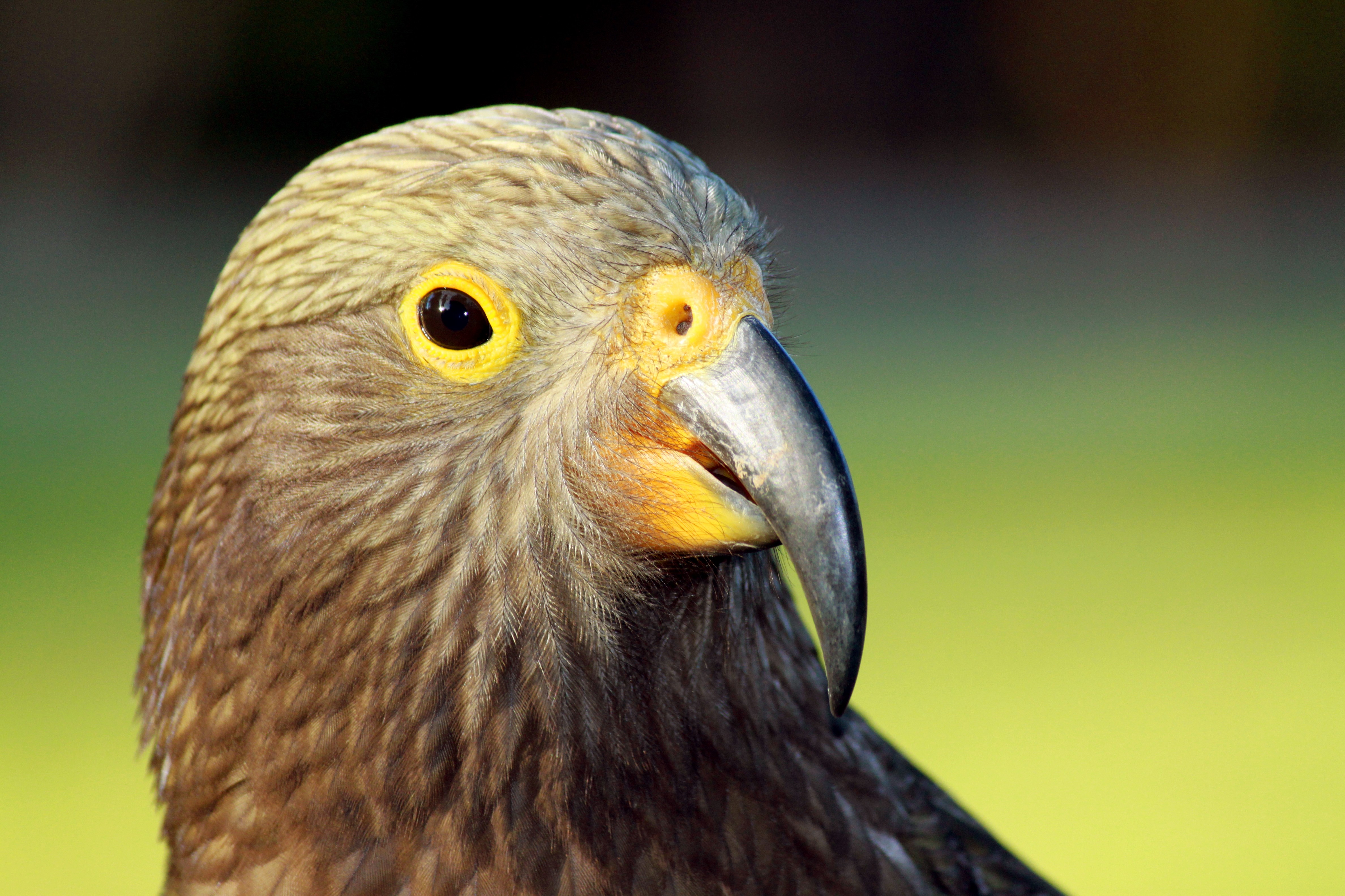 nz doubtful sound kea wildlife