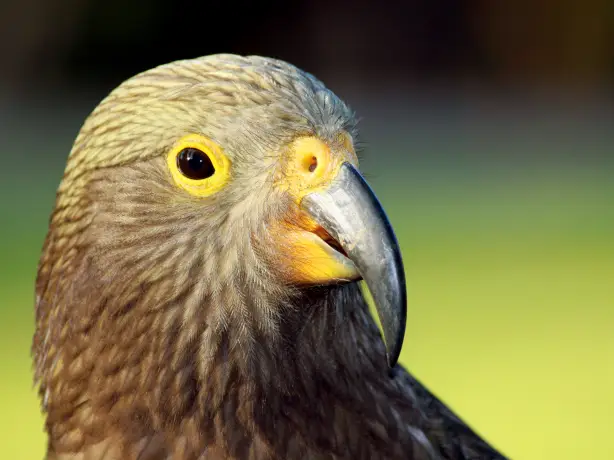 nz doubtful sound kea wildlife
