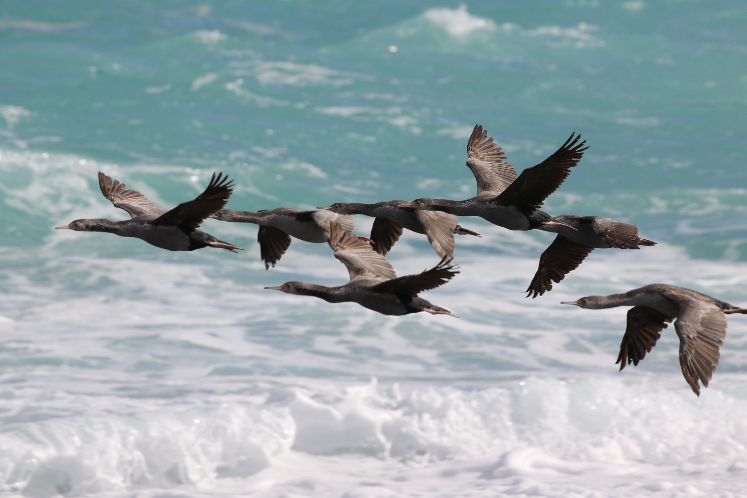 Ute Simon New Zealand flying birds