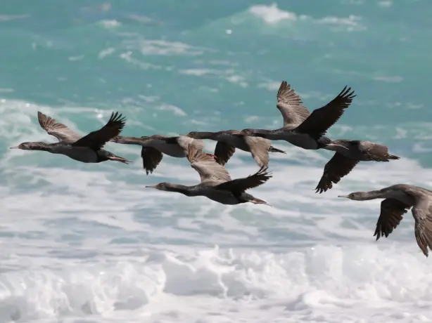 Ute Simon New Zealand flying birds