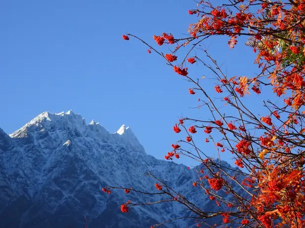 Tree with red leaves with snow-covered mountains in the background, New Zealand