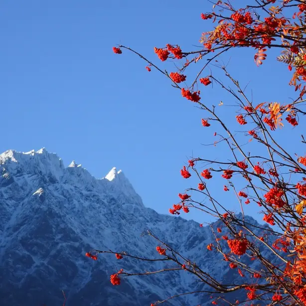 Baum mit roten Blättern vor schneebedecktem Berg in Neuseeland