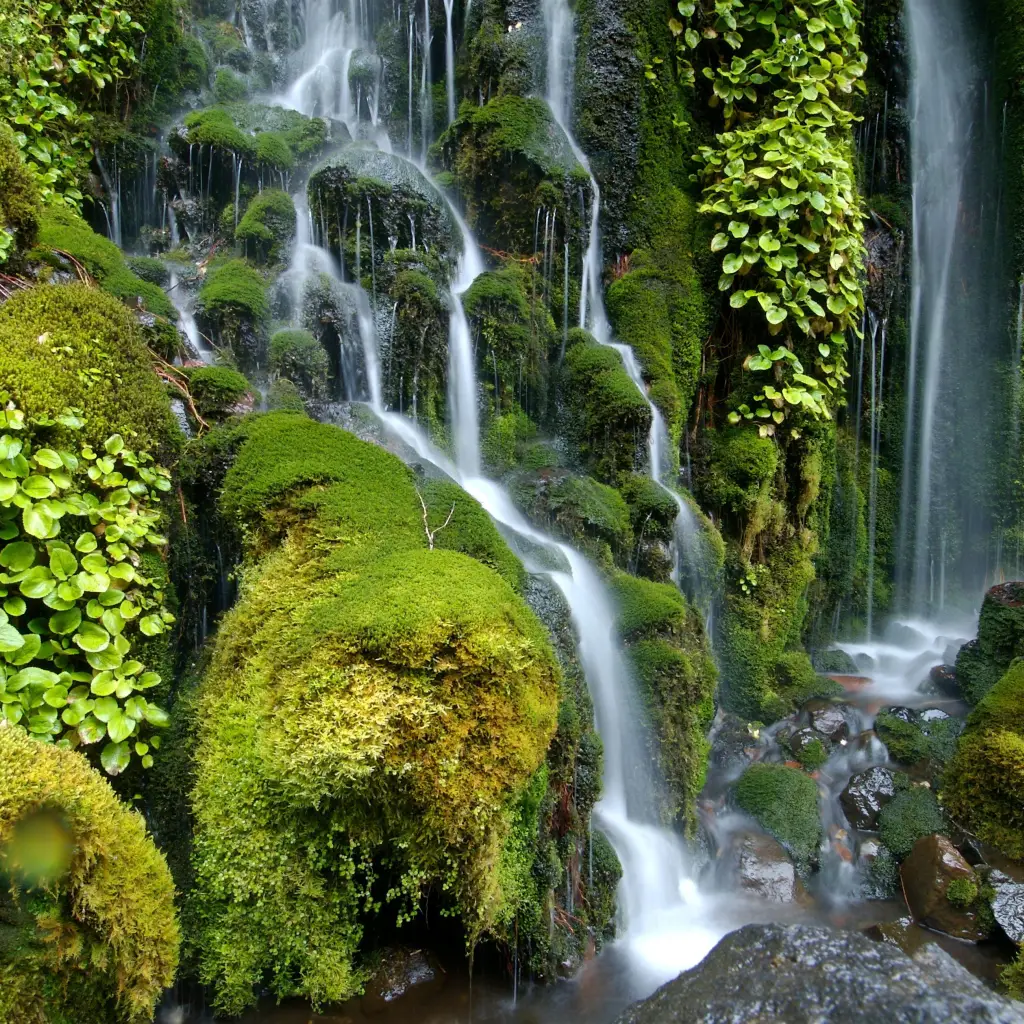 Wasserfall fließt über moosbedeckte Felsen im Te Urewera National Park
