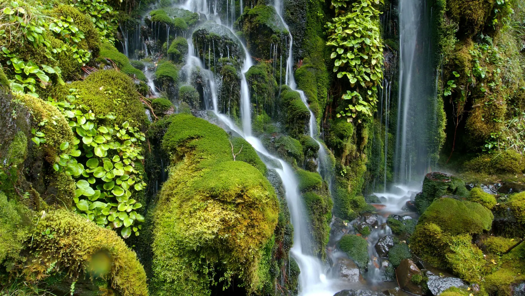 Wasserfall fließt über moosbedeckte Felsen im Te Urewera National Park