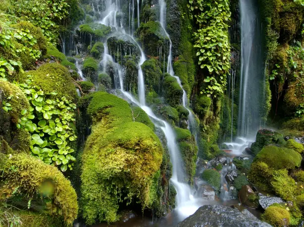 Wasserfall fließt über moosbedeckte Felsen im Te Urewera National Park