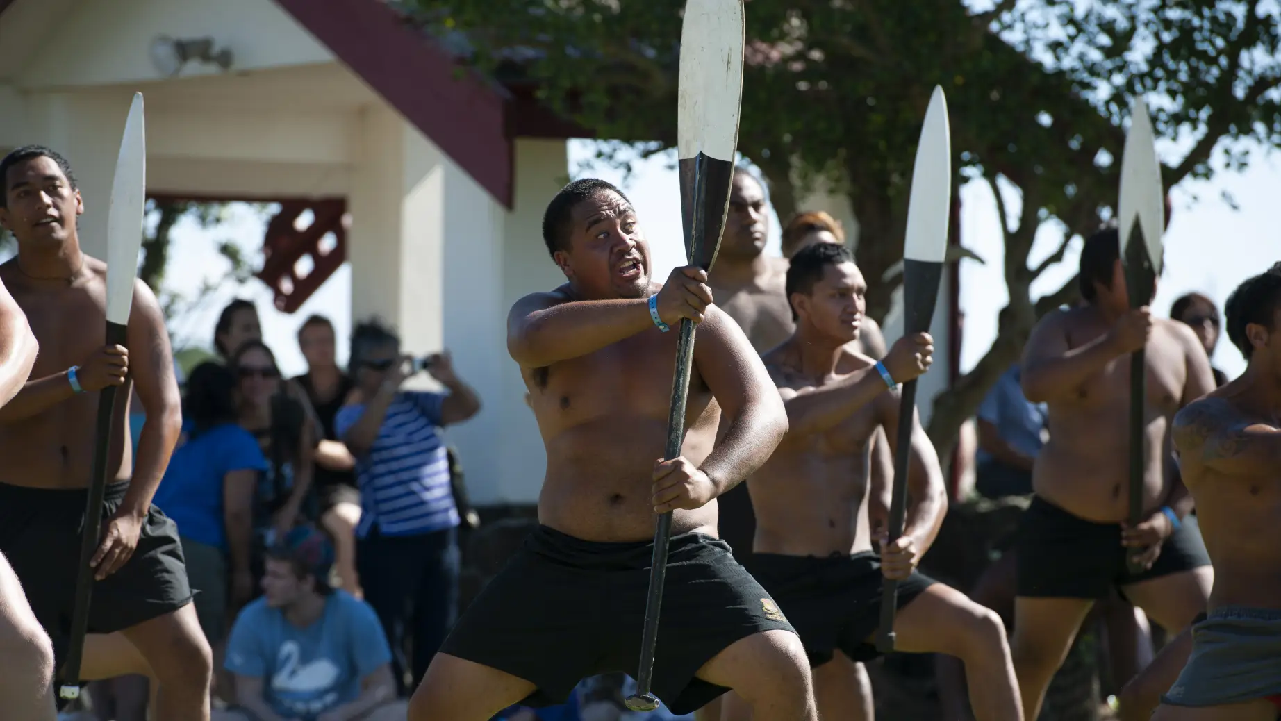 Maori-Männer tanzen einen Haka mit Holzpaddeln