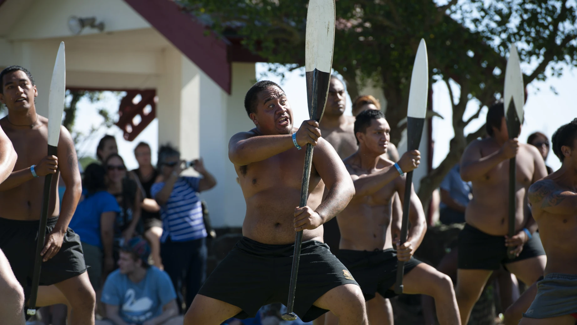Maori-Männer tanzen einen Haka mit Holzpaddeln
