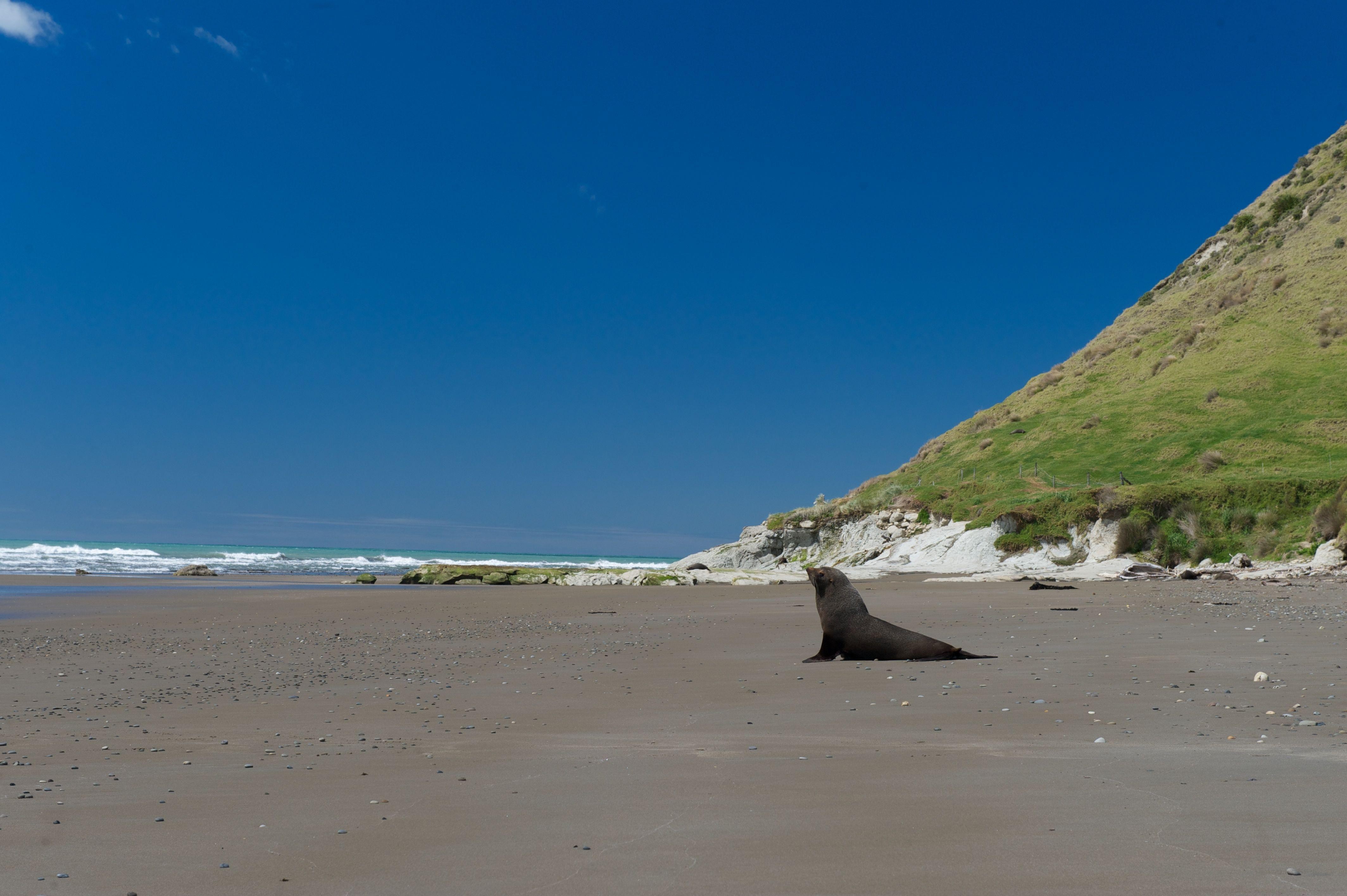 Nz otago peninsula beach seal 2 discoverpage detail regions