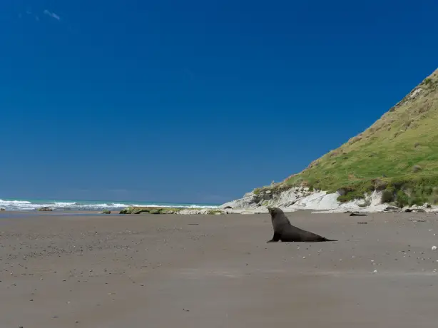 Nz otago peninsula beach seal 2 discoverpage detail regions