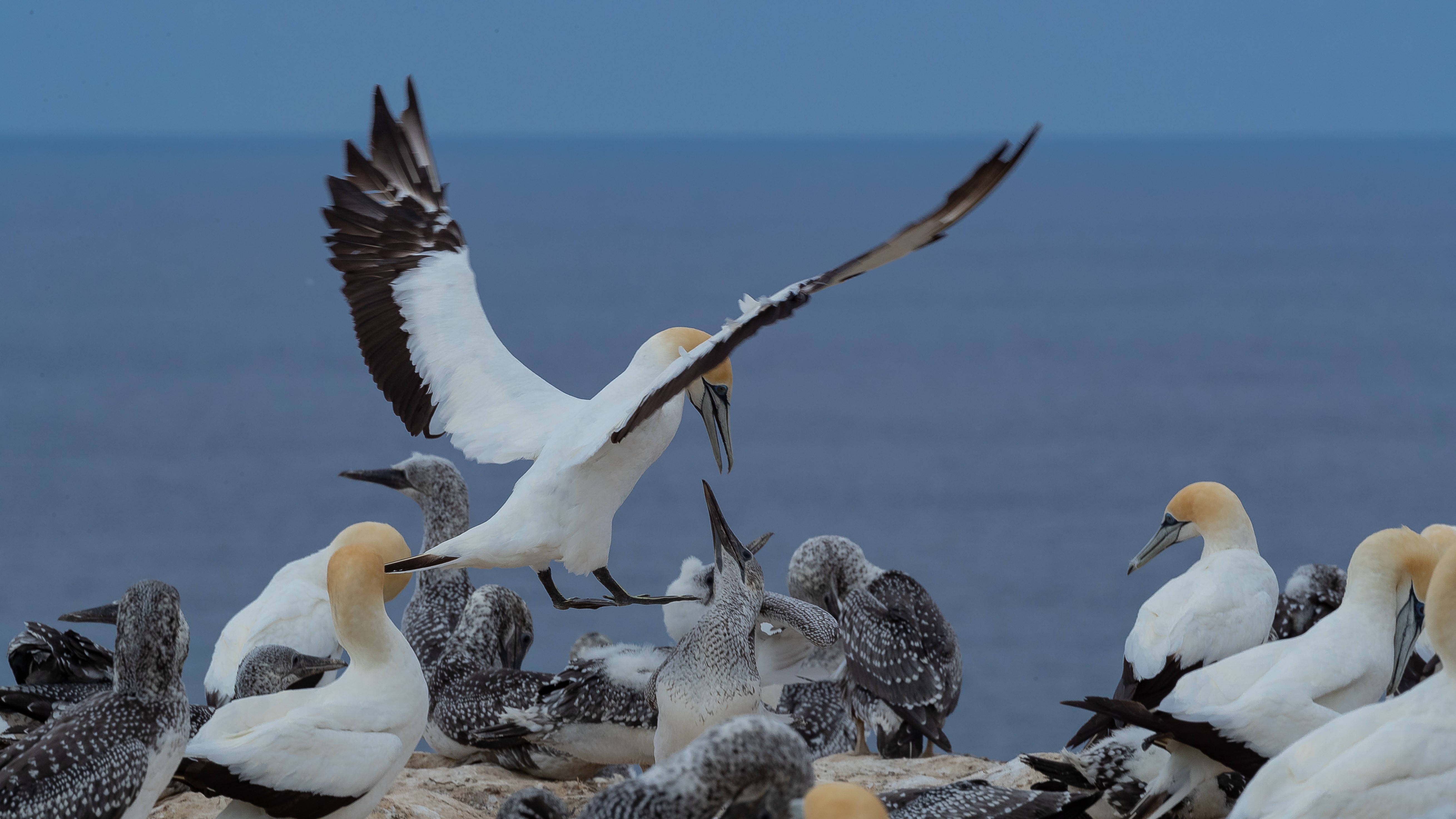 Nz cape kidnappers hawkes bay discoverpage detailed regions