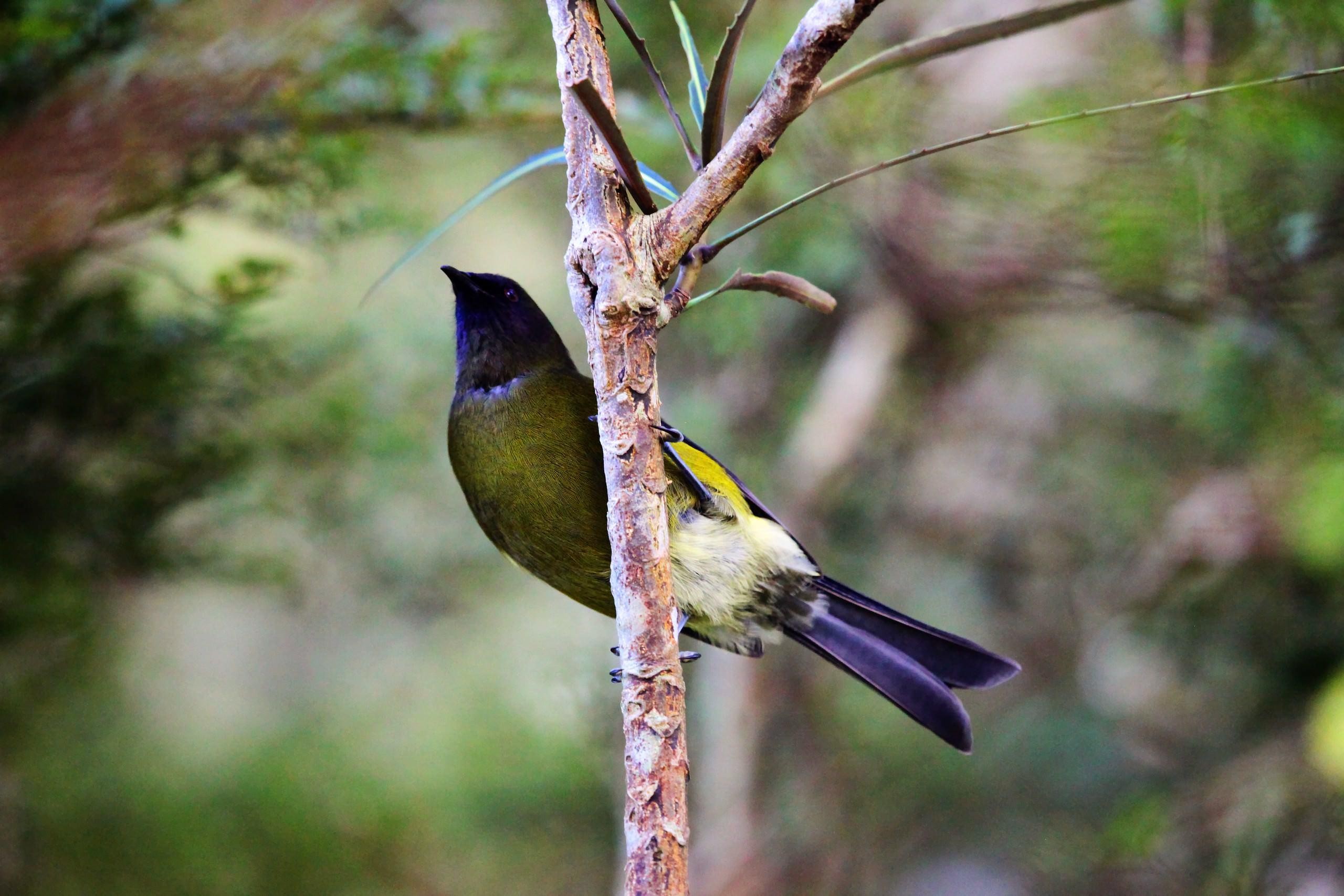 Neuseeland Fiordland Nationalpark