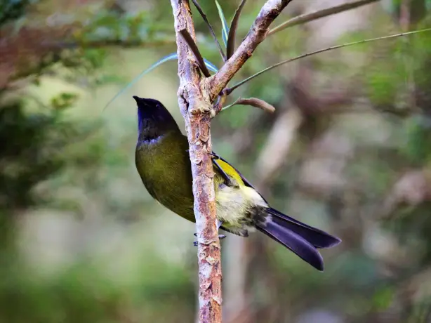 Neuseeland Fiordland Nationalpark