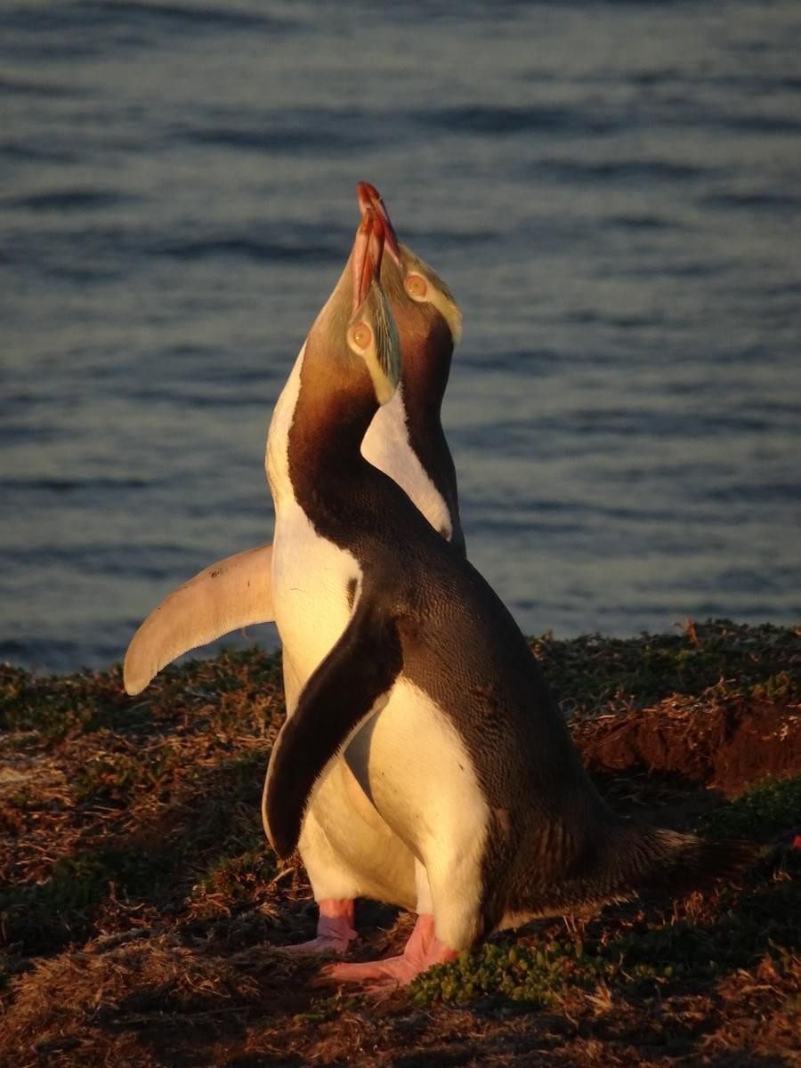 neuseeland gelbaugenpinguin