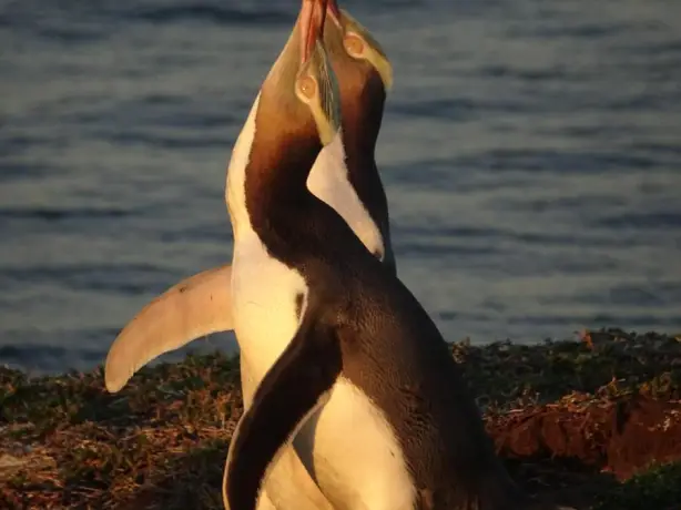 neuseeland gelbaugenpinguin
