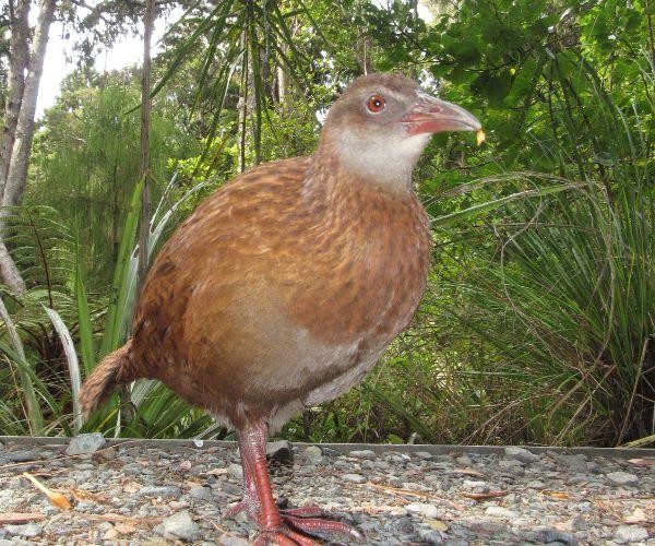 Nz south stewart island native weka walking on a forest path