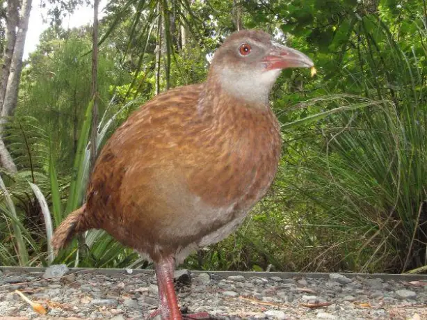 Nz south stewart island native weka walking on a forest path