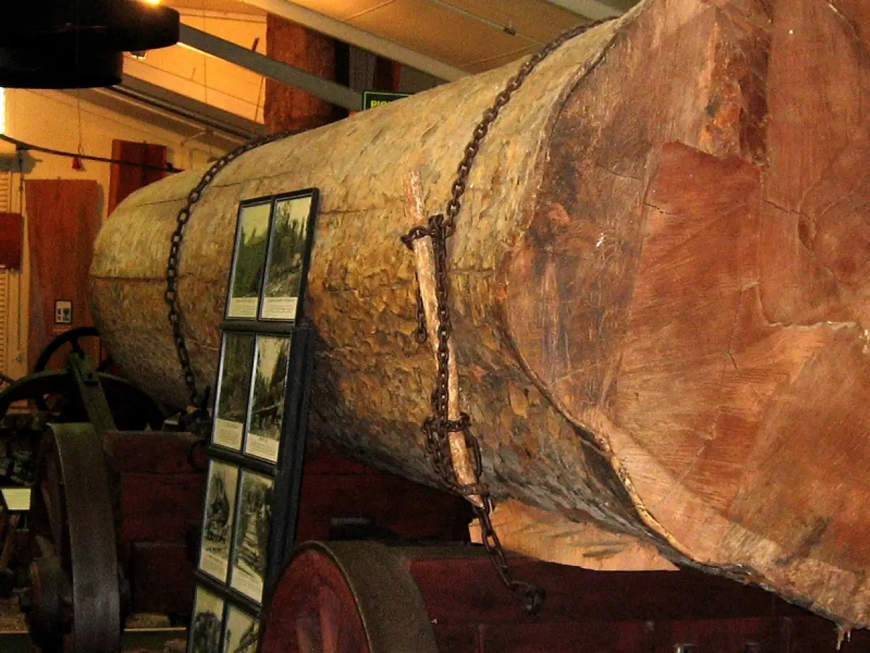 NZ kauri museum matakohe
