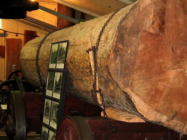 NZ kauri museum matakohe
