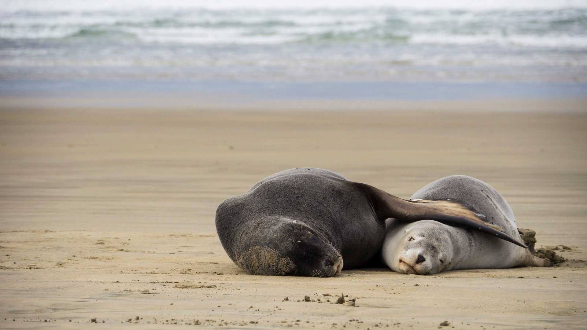 nz-south - dunedin-sea lion-wildlife