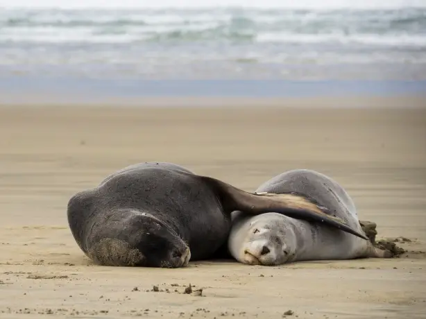 nz-south - dunedin-sea lion-wildlife
